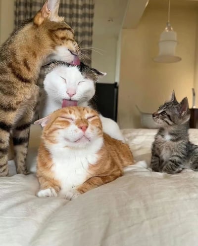 室内温馨场景中，四只猫咪上演治愈互动：棕虎斑猫站立舔舐中间灰白猫咪的头顶，灰白猫咪闭眼享受的同时伸出舌头舔舐最下方橘白猫咪的脑袋，橘白猫咪则完全放松趴卧，双眼紧闭一脸惬意。右侧一只灰黑色小奶猫坐直身体，歪头好奇注视着这场「舔毛叠叠乐」，画面充满家庭般的温暖与萌趣。背景可见格子窗帘、浅色墙壁和悬挂灯具，营造出舒适居家氛围。