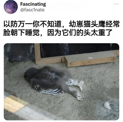 这是一张社交媒体截图，展示了一只幼崽猫头鹰脸朝下睡在沙地上的有趣场景。图片上方有文字说明：'以防万一你不知道，幼崽猫头鹰经常脸朝下睡觉，因为它们的头太重了'。照片中的小猫头鹰身体蜷缩，头部埋在沙子里，双腿朝上，显得十分可爱有趣。