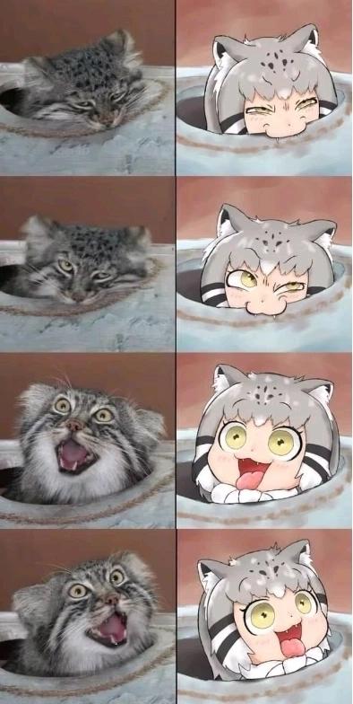 兔狲