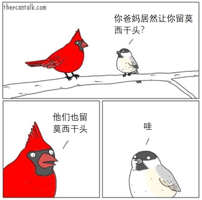 这是一幅三格连环漫画，描绘了两只小鸟的趣味对话。上格中，一只顶着红色尖顶羽毛（形似莫西干头）的红衣鸟与一只灰白相间的小灰鸟站在树枝上，小灰鸟好奇发问：“你爸妈居然让你留莫西干头？”。下左格特写红衣鸟惊讶的表情，回应道：“他们也留莫西干头”；下右格特写小灰鸟震惊地吐出“哇”字。漫画通过将红衣鸟的自然羽冠比作人类的莫西干发型，并设计“家族遗传”的对话，制造出自然特征与人类时尚的幽默反差。