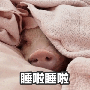 裹着粉毯子睡觉的小猪