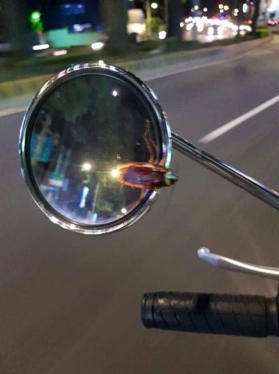 这是一张夜晚户外的实拍照片，视角取自摩托车驾驶位，画面核心是摩托车的圆形后视镜，一只体型不小的蟑螂正趴在镜面边缘，蟑螂的躯体在夜晚的灯光下呈现出棕红的质感，部分肢体搭在镜面上。背景是夜晚的城市道路，路面、路边的树木以及远处模糊的车流灯光都能看到，整体环境是典型的夜间城市街景。这个场景十分意外，蟑螂出现在后视镜上的情况很少见，既让人觉得滑稽，也容易让看到的人产生些许不适，仿佛能感受到骑行者当下的惊讶心情。