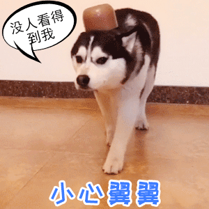 这是一段动态GIF，展示了一只哈士奇头顶着一颗栗子，小心翼翼地在室内地板上行走的场景。狗狗的头部旁有重复出现的对白气泡文字“没人看得到我”，下方则配有蓝色文字“小心翼翼”，通过狗狗谨慎的步伐和自我安慰的内心独白，营造出一种“自以为隐藏得很好却十分明显”的搞笑反差效果。