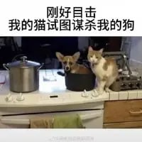 宠物猫