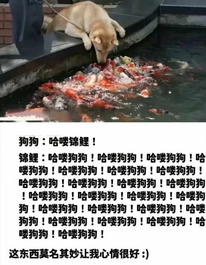 锦鲤