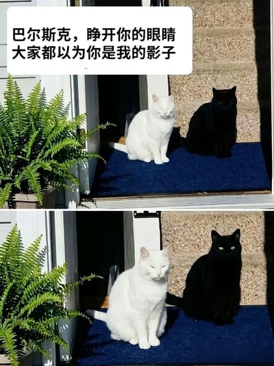 这是一张上下拼接的宠物搞笑梗图，上图中门口蓝色地垫上蹲坐着一只双眼紧闭的白猫，它身后的黑猫也闭着眼睛，纯黑的毛色刚好和白猫投下的阴影融为一体，很难被分辨出来，图上方配文调侃道“巴尔斯克，睁开你的眼睛 大家都以为你是我的影子”；下图中黑猫睁开了黄绿色的双眼，清晰证明了自己是真实存在的猫咪而非白猫的影子，反差感营造出强烈的搞笑效果。