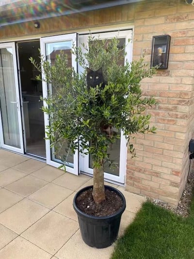 一只黑猫巧妙地藏在户外的盆栽橄榄树中，只露出两只明亮的眼睛警惕地观察四周。背景是一栋带有玻璃门和砖墙的住宅，阳光明媚，营造出温馨又有趣的日常场景。猫咪与绿色植物形成鲜明对比，展现了宠物调皮可爱的一面。