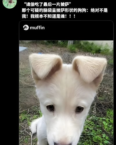 这是一张搞笑宠物梗图，图片主体是一只白色的小狗，它有着两只大大的耳朵和圆滚滚的脑袋。图片上方配有文字："谁偷吃了最后一片披萨 那个可疑的脑袋呈披萨形状的狗狗：绝对不是我！我根本不知道是谁！！！"。狗狗正直视镜头，表情看起来有些无辜，形成了幽默的反差效果。