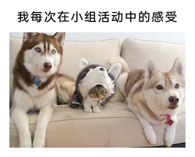 这是一张用来调侃社交处境的搞笑梗图，采用图文混排的形式，顶部配有文字“我每次在小组活动中的感受”。下方的实拍照片里，两只哈士奇分别趴在米色沙发的左右两侧，左边的红棕色哈士奇眼神平静直视前方，姿态放松地将前爪向前伸展；右边的浅棕色哈士奇同样神态放松，直视镜头；位于中间的是一只穿着哈士奇造型连帽外套的猫咪，它身体紧绷地缩在沙发上，眼神警惕又带着局促感，与旁边两只神态自然的哈士奇形成强烈反差。这张图通过猫咪的状态拟人化地表达出在小组活动中，自己作为格格不入的一员，那种局促、尴尬、难以融入的感受，精准戳中很多人在集体社交场景中的共鸣点。