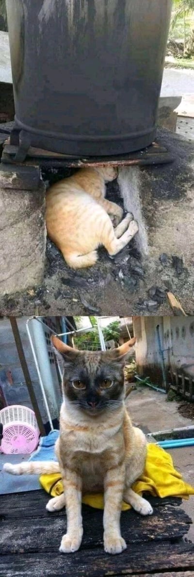 这是一张上下拼接的对比图，上图展示了一只浅橘色的猫咪，正蜷缩在户外炉灶下方的缝隙中，似乎在借助炉灶的余温取暖；下图则是这只猫咪出来后的模样，它的脸部、耳朵被炉灶的烟熏得乌黑，与身体原本的浅橘色形成强烈反差，猫咪眼神呆滞地看向镜头，表情懵懵的，画面充满了搞笑的反差感，记录了宠物生活中的趣味瞬间。