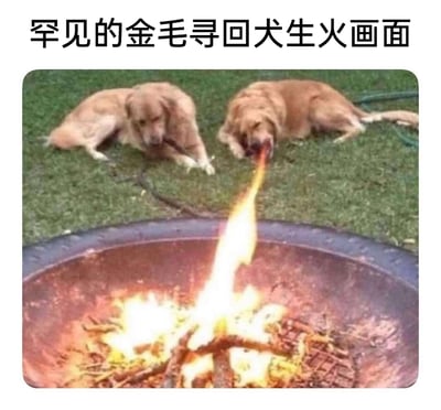 这是一张充满趣味的P图改编作品，画面呈现了两只金毛寻回犬趴在户外草地上的场景，前景是一个正在燃烧的火盆。通过视觉错位的手法，将右侧金毛的嘴部与火盆中向上窜起的火焰位置重合，营造出这只金毛正在“喷火生火”的错觉。图片上方配文“罕见的金毛寻回犬生火画面”，用拟人化的搞笑效果，把宠物和生火行为结合，制造出荒诞又有趣的笑点，属于网络上流行的宠物趣味梗图。