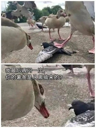 这是一张上下拼接的连环搞笑梗图，上图呈现了一只大鹅用脚踩住一只鸽子，周围还有其他大鹅围观，构建出类似黑帮审讯的紧张氛围；下图是大鹅的特写，搭配文字“我最后再问一次，你的薯条是从哪搞来的？”，将动物拟人化，把动物抢食薯条的日常场景夸张成审讯现场，用荒诞无厘头的提问制造反差搞笑效果，生动调侃了动物间抢食的趣味日常。