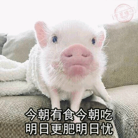 小白猪的摆烂哲学：今朝有食今朝吃