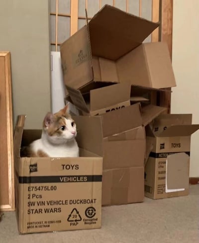 一只三花猫咪正舒适地坐在一个打开的棕色纸箱中，纸箱侧面印有“TOYS VEHICLES”和“STAR WARS”字样，显示这是装星球大战玩具载具的盒子。猫咪眼神好奇地望向左侧，周围散落着多个同样被打开的纸箱，有的也标有“TOYS”，背景可见浅色墙壁和木质门框，整体场景像是刚拆完快递或搬家后的凌乱但温馨的画面。
