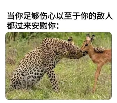 图片上方配有文字“当你足够伤心以至于你的敌人都过来安慰你：”，下方是一张野生动物照片：一只豹子正用头部轻蹭一只羚羊，两者姿态亲昵，形成强烈反差萌。通常豹子作为捕食者与羚羊是天敌关系，此处却呈现出“敌人安慰”的暖心场景，通过自然现象的幽默化解读，表达极度伤心时可能出现的意外温情。