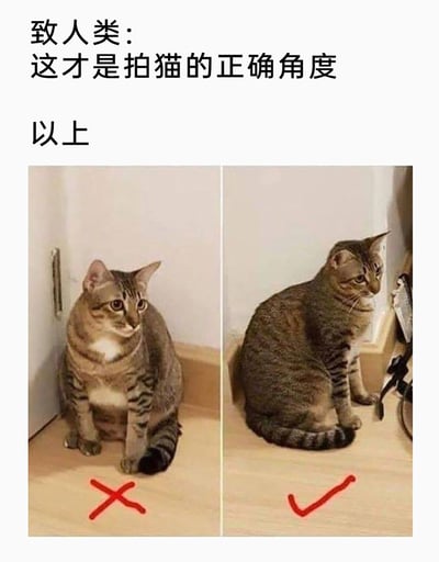 这是一张趣味图文对比梗图，上方配有文字“致人类：这才是拍猫的正确角度 以上”，下方左右两张图是同一只狸花猫的不同拍摄角度：左侧为正面拍摄，猫咪看起来身形圆润、神态憨厚，被红色叉号标记为错误示范；右侧为侧面拍摄，猫咪看起来身形修长、神态冷峻帅气，被红色对勾标记为正确示范。图中通过强烈的视觉反差，以幽默的方式调侃拍摄角度对猫咪形象呈现的巨大影响，是宠物爱好者创作的趣味内容，用来分享“拍猫技巧”。