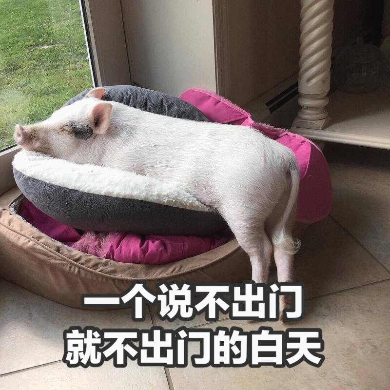 一只拒绝出门的小猪