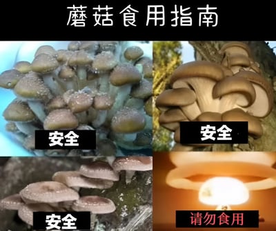 这是一张蘑菇食用指南图片，采用四宫格布局展示不同种类的蘑菇。上方有标题“蘑菇食用指南”，其中三个格子展示了不同形态的蘑菇并标注“安全”，右下角格子展示了一个发光的蘑菇状物体并标注“请勿食用”。