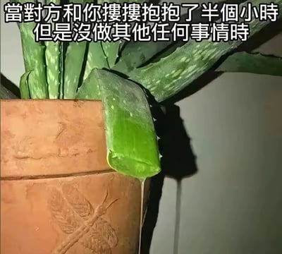 图片展示了一盆芦荟的特写镜头，棕色陶盆中生长着多片肥厚的绿色芦荟叶，其中一片叶子边缘有液体正缓缓滴落。图片上方覆盖着一行醒目的白色文字：“當對方和你摟摟抱抱了半個小時但是沒做其他任何事情時”。整体通过芦荟叶片滴水的视觉效果，幽默类比亲密互动中长时间拥抱却无进一步行动时的微妙情境，带有调侃和无奈的喜剧色彩。