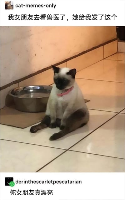 这是一张来自海外社交平台的搞笑截图，用户“cat-memes-only”发布动态称自己的女朋友去看兽医了，并附上了一张暹罗猫的照片。照片里的暹罗猫戴着粉色项圈，像人一样端正地坐在瓷砖地面上，旁边放着金属食盆，表情看起来低落又蔫蔫的。另一位用户“derinthescarletpescatarian”在评论区故意玩梗，将这只就诊的猫咪错认为发布者的女朋友，回复“你女朋友真漂亮”，通过身份错位的反差感制造出幽默效果，是宠物爱好者圈子里常见的趣味调侃内容。