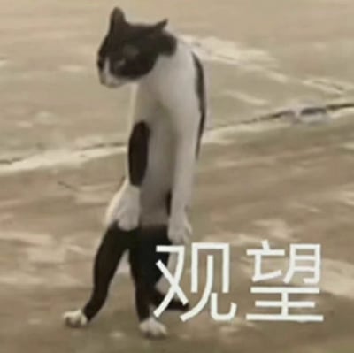 一只黑白相间的猫正用后腿直立站立，前爪微微抬起，头部转向一侧，似乎在专注地观察着什么。猫的身体姿态显得十分拟人化，背景是模糊的地面，可能是水泥或柏油路面。图片下方有白色文字“观望”，直接点明了猫的状态，形成了有趣的视觉效果。