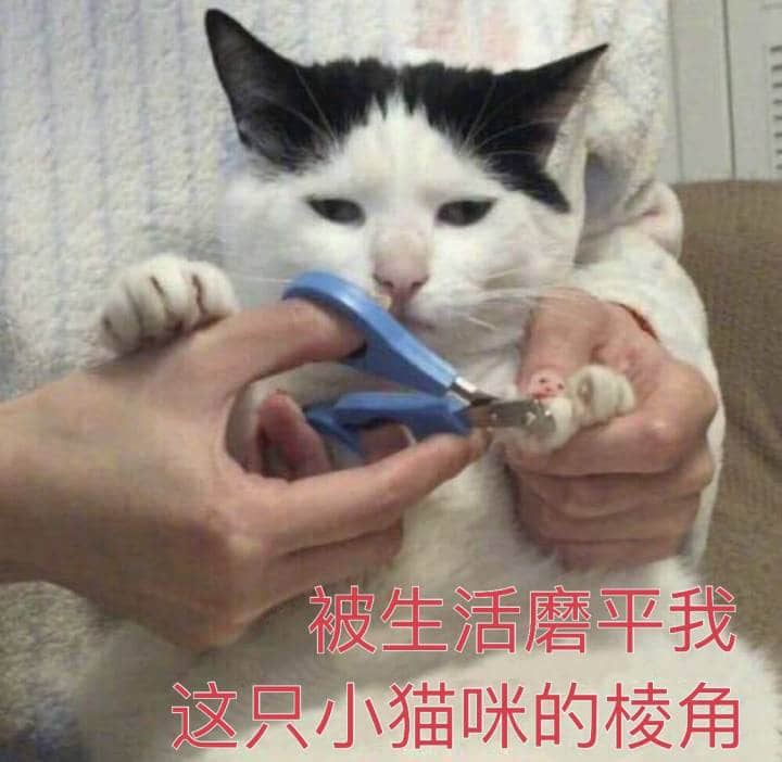 被生活磨平棱角的小猫咪