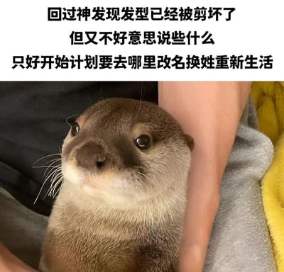这是一张幽默梗图，上方配有文字“回过神发现发型已经被剪坏了 但又不好意思说些什么 只好开始计划要去哪里改名换姓重新生活”，下方是一只表情略显担忧的水獭被人捧在手心的照片。图片通过拟人化的手法，用水獭的表情来表现人们在理发失败后感到尴尬又不好意思抱怨的心情，形成一种夸张的幽默效果。