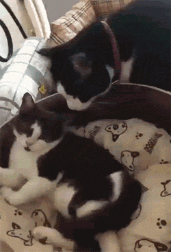两只奶牛猫窝里打闹日常