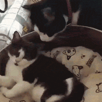 猫咪