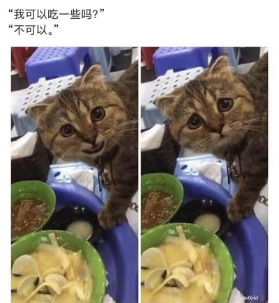 这是一张左右对比的宠物梗图，上方配文模拟对话：“我可以吃一些吗？”“不可以。”
左边的狸花猫眼睛亮晶晶，带着期待的微笑，满怀希望地盯着桌上的食物；右边的猫咪瞬间耷拉下脸，眼睛里充满委屈和失落，完美演绎了求食被拒绝前后的情绪落差，生动又可爱地戳中了人们对期待落空的共情点，搞笑又治愈。
