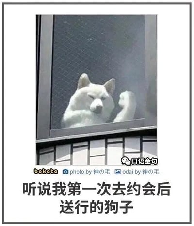 这是一张顶配底文的静态宠物梗图，画面主体是一只白色的狗狗，它趴在带有防护网的建筑窗沿上，一只爪子搭在窗边，眼睛半眯，神情看起来惆怅又落寞，仿佛正处于不舍的情绪中。图片下方配有文字“听说我第一次去约会后 送行的狗子”，采用拟人化的手法，将狗狗的神态与人类约会结束后的失落、不舍情绪绑定，用宠物的可爱神态来调侃这种约会后的惆怅感，让画面充满趣味与共情点。