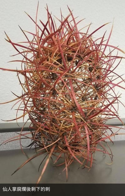 这是一株仙人掌完全腐烂后仅存的密集刺团。原本依附在仙人掌肉质茎上的红褐相间长刺，失去肉质部分的支撑后交织缠绕在一起，部分刺已经发黑干枯，形成一团杂乱尖锐的枝条状结构，带来诡异又猎奇的视觉感受。