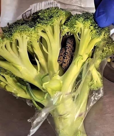 这张图片展示了一袋未完全拆开包装的新鲜西兰花，粗壮的绿色西兰花枝桠交错，在枝桠的缝隙中，意外藏着一只带有黑黄豹纹状花纹的小蛇，画面右上角一只戴着蓝色橡胶手套的手正扶着西兰花的花头部分，似乎是在处理蔬菜时发现了这个不速之客。整个场景充满了意外感，原本普通的蔬菜瞬间变得让人惊悚，没有双关或谐音梗内容。