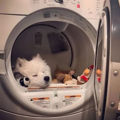 一只白色萨摩耶犬蜷缩在打开的烘干机内熟睡，周围环绕着多个毛绒玩具。狗狗表情安详，眼睛紧闭，头靠在毛绒玩具上，营造出一种温馨可爱的氛围。烘干机的控制面板和内部结构清晰可见，整体画面展现了宠物与日常家电之间有趣又温馨的互动场景。