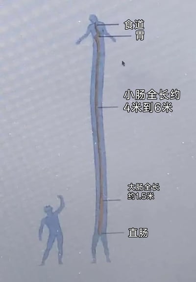 这是一张用于科普人体消化系统的静态示意图，通过将人体轮廓纵向夸张拉长的创意方式，直观呈现出人体消化道的整体长度。图中清晰标注了消化道的各个组成部分：上方为食道与胃，中间是全长约4米到6米的小肠，下方是全长约1.5米的大肠，末端为直肠；同时在画面左下角设置了一个正常比例的卡通人体剪影，与拉长的消化道轮廓形成鲜明对比，帮助观看者更直观地理解人体消化道的总长度远超人体自身身高，属于基础医学健康科普内容。