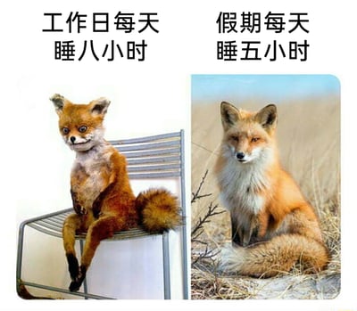 这是一张左右对比式的图文梗图，左侧是姿态怪异、表情僵硬的狐狸标本，配文“工作日每天睡八小时”，用标本违和的状态类比当代人工作日睡够时长却依然疲惫、精神状态不佳的样子；右侧是神态自然、状态舒展的野生赤狐，配文“假期每天睡五小时”，体现假期睡眠时间更少但人却更精神、状态更放松的反差，精准调侃了职场人工作日与假期的作息和精神状态的巨大反差，引发共鸣。