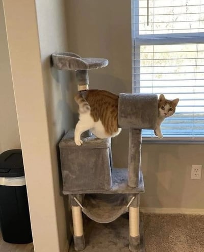 室内场景中，一只棕白相间的猫咪正与灰色猫爬架互动。猫咪的身体大半部分卡在猫爬架中层的圆柱形隧道里，后腿踩在下层的方形平台上，前爪悬空垂下，头部从隧道口探出，眼睛圆睁看向镜头，表情充满好奇。猫爬架结构包含多层平台与隧道，背景可见带百叶窗的窗户，窗外光线透过缝隙洒入，左侧墙角有一个黑色垃圾桶。整体画面展现了猫咪玩耍时的憨态可掬。