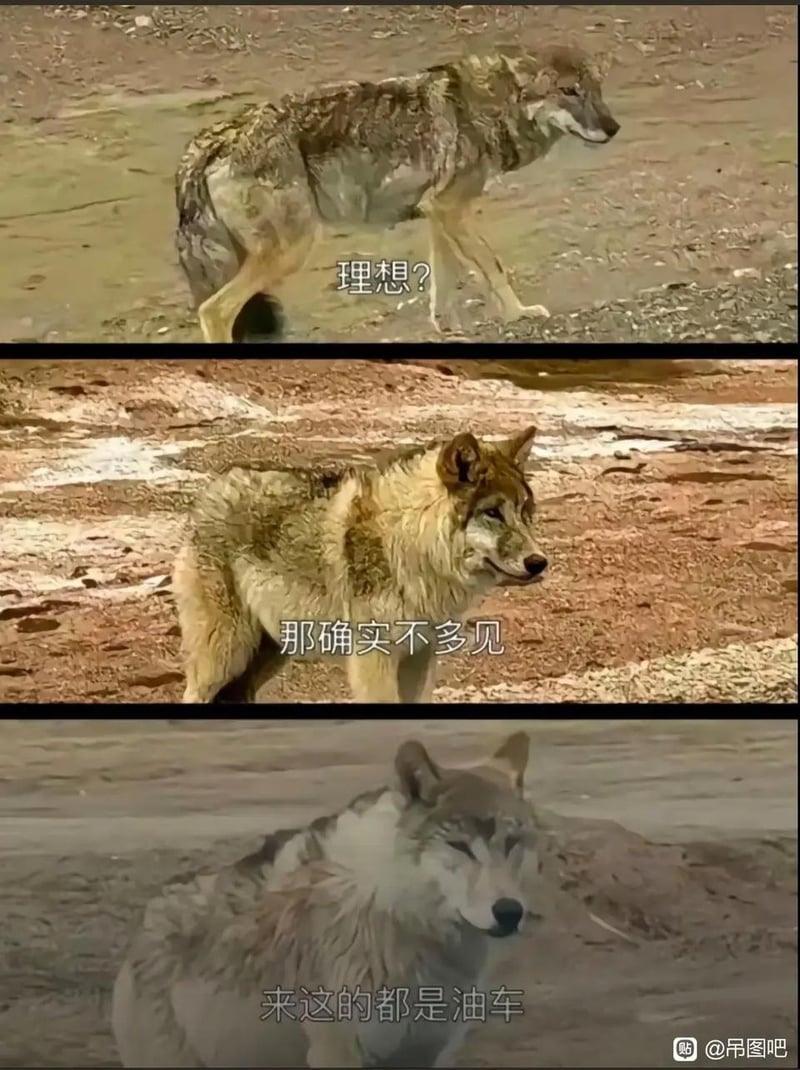 野生动物纪录片