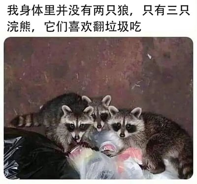 这张图片展示了三只浣熊正在翻找垃圾的场景，上方配有文字："我身体里并没有两只狼，只有三只浣熊，它们喜欢翻垃圾吃"。图片通过将常见的"内心有两只狼在斗争"的隐喻幽默地改编为"三只喜欢翻垃圾的浣熊"，形成了一种自嘲式的幽默效果，暗示自己内心没有高尚的斗争，只有对低俗快乐的追求。