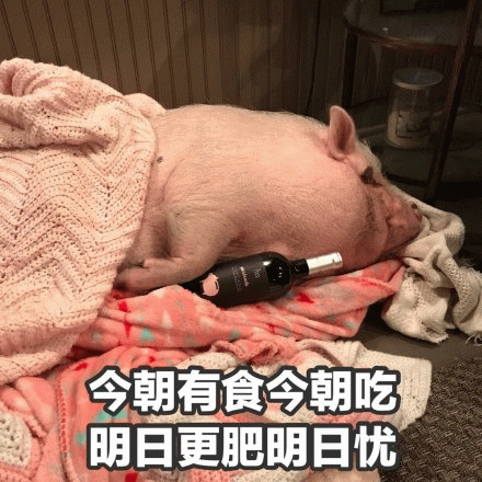 躺平猪的生活哲学：今朝有食今朝吃