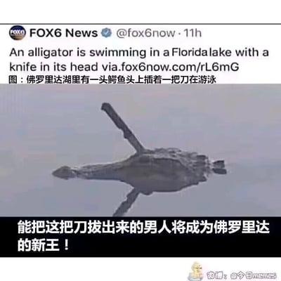 这是一张结合了新闻报道、视觉错位和网络玩梗的顶配底文图。顶部是美国FOX6 News的社交媒体截图，内容为“佛罗里达湖里有一头鳄鱼头上插着一把刀在游泳”并附带新闻链接；中间的核心画面是一个视觉错位的场景，实际是直升机的画面，却因角度和光影效果看起来像是一头头上插着长刀的鳄鱼在水中游动；底部配有中文玩梗文字“能把这把刀拔出来的男人将成为佛罗里达的新王！”，结合佛罗里达地区常出现各类离奇荒诞新闻的网络梗，制造出荒诞搞笑的效果，整体是为了调侃佛罗里达的“离谱事件”文化，同时利用视觉错位带来的反差感增强趣味性。
