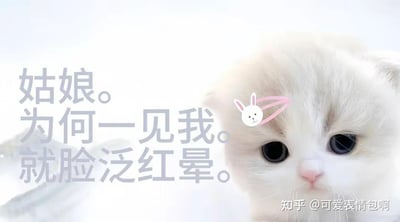 图片左侧为半文半白的文字“姑娘。为何一见我。就脸泛红晕。”，右侧是一只戴着粉色兔子发卡的白色猫咪特写，背景为浅色。整体模仿2024年底爆火的“古风小生”梗，将原梗中的古装人物替换为可爱猫咪，保留了尴尬又中二的半文言句式，形成反差萌的搞笑效果。