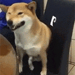 柴犬魔性大笑四连拍动态表情包