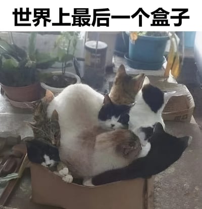 图片上方有黑色大字标题“世界上最后一个盒子”，下方是几只猫咪挤在一个破旧的纸箱里的场景。猫咪们姿态各异，有的蜷缩身体，有的露出脑袋，整体显得拥挤又可爱。背景中可以看到一些盆栽和日常杂物，营造出温馨的居家氛围。图片通过夸张的标题与猫咪喜爱盒子的常见习性形成幽默对比，突出猫咪对盒子的执着喜爱。