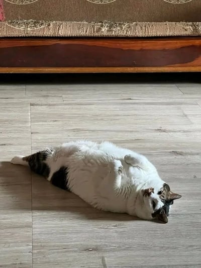 一只胖乎乎的猫咪正四脚朝天躺在浅色木质地板上，姿态十分放松。它的身体呈现出明显的白色底色，带有黑色和灰色的斑块。猫咪的爪子蜷缩在胸前，头部微微偏向一侧，似乎处于休息或睡眠状态。背景中可以看到一个带有花纹的沙发底部，整体场景展现了家猫舒适惬意的生活状态。