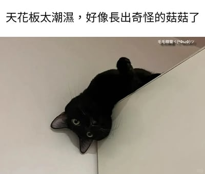 这是一张充满趣味的宠物搞笑梗图，图片上方配有文字“天花板太潮湿，好像长出奇怪的菇菇了”，利用视觉错位的效果，将从墙角缝隙处探出头的黑猫调侃成因为环境潮湿而“长”在天花板的奇怪蘑菇——黑猫的头部和耳朵的形态神似蘑菇的菌盖与菌柄，搭配它圆睁着的好奇双眼，以及搭在边缘的爪子，营造出滑稽可爱的反差感，让普通的宠物日常瞬间变得充满创意和笑点。