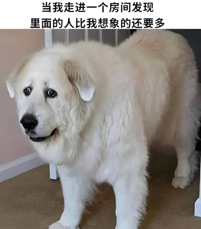 图片上方配有文字“当我走进一个房间发现里面的人比我想象的还要多”，下方是一只体型较大的白色蓬松狗狗（疑似大白熊犬）站在房间内的照片。狗狗耳朵下垂，眼睛睁大，嘴巴微张，露出明显的惊讶表情，身体微微前倾，似乎正转头观察周围环境。整体通过狗狗的夸张惊讶神态，幽默地表现出人在进入一个比预期拥挤得多的房间时的真实反应，画面生动有趣，容易引发共鸣。