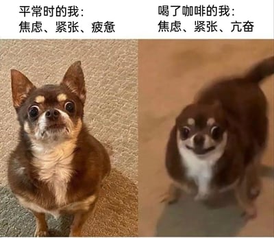 这是一张左右分栏的对比梗图，左侧呈现的是平常状态，配文“平常时的我：焦虑、紧张、疲惫”，对应一只吉娃娃安静坐着，眼神紧绷，神态焦虑又疲惫；右侧是喝了咖啡后的状态，配文“喝了咖啡的我：焦虑、紧张、亢奋”，对应同类型吉娃娃，画面呈现动态模糊效果，神态亢奋躁动。这张图生动地调侃了当代很多人依赖咖啡提神，但焦虑紧张的情绪状态并未改变，只是将疲惫替换为亢奋的日常状态，引发共鸣。