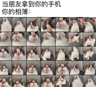图片上方配有文字“当朋友拿到你的手机 你的相簿：”，下方是由多张奶牛猫照片组成的九宫格（实际为多排网格）。猫咪呈现多种姿态：有的仰头望向上方，有的是脸部特写露出粉色鼻头，有的被戴上墨镜摆出酷拽造型，还有的张嘴打哈欠或安静坐立。通过夸张展示相册被猫咪照片填满的场景，幽默呈现宠物主人手机相册的真实状态，引发养宠人士共鸣。
