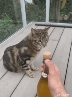 这是一段趣味动态GIF，画面中一只虎斑猫坐在户外的玻璃房木质平台上，眼神紧紧锁定着人手中带有软木塞的酒瓶，表情专注又好奇，仿佛对瓶中的饮品充满兴趣，整个画面萌感十足，记录了宠物的可爱日常。